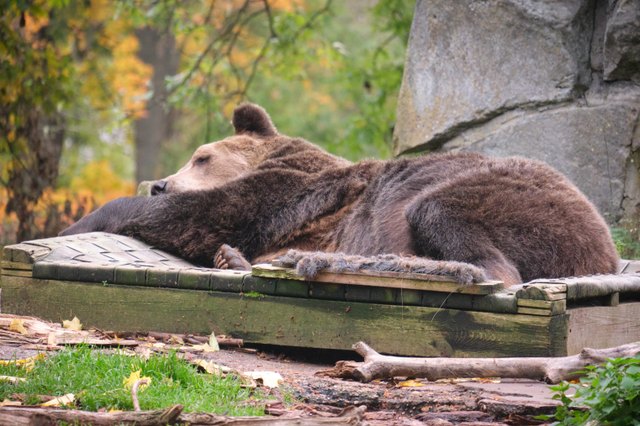 Медведь лежит на деревянном настиле