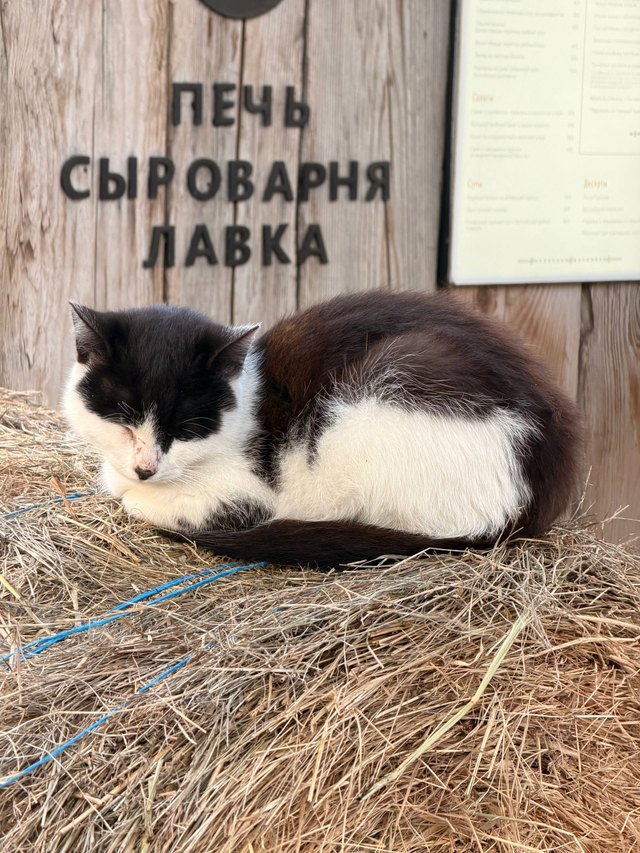 Куршская коса и Зеленоградск