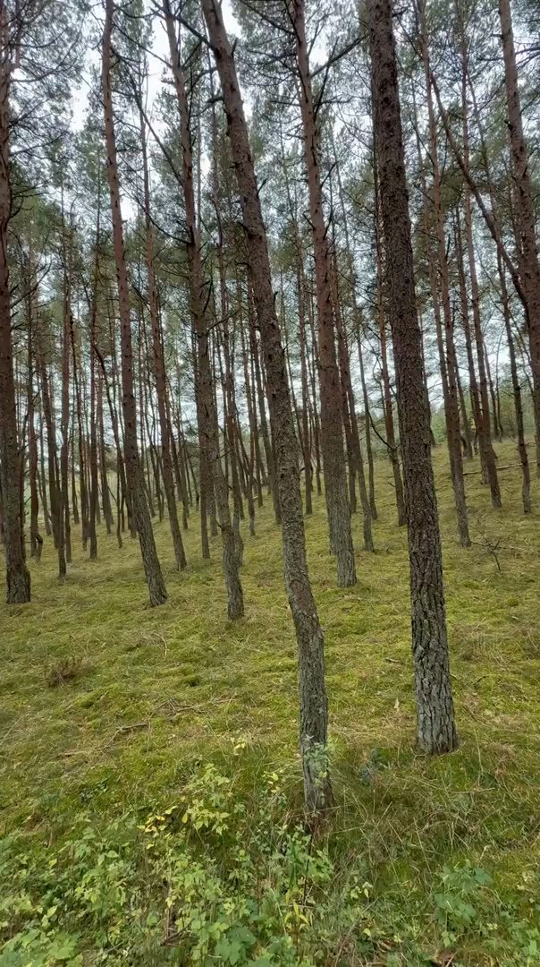 Куршская коса и Зеленоградск
